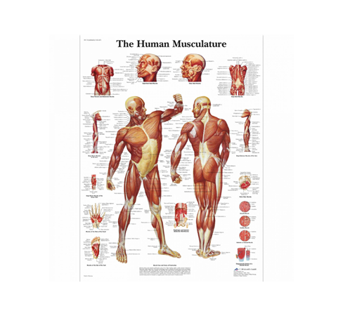 Anatomie